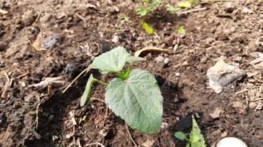 Sebze bahçesindeki genç bamya bitkisi. Diğer adları Bayan Parmak ve Okro. Mallow ailesinde çiçek açan bir bitki. Yenilebilir yeşil tohum kabukları var. Bu tüm dünyada popüler bir sebzedir..