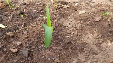 Tarlada yetişen genç yeşil mısır. Sabah filizlenen mısır. Tarladaki mısır bitkisi. Tahıl olarak yetiştirilen ve aynı zamanda hayvan yemi olarak yetiştirilen bir ekintir. Mısır filizi.