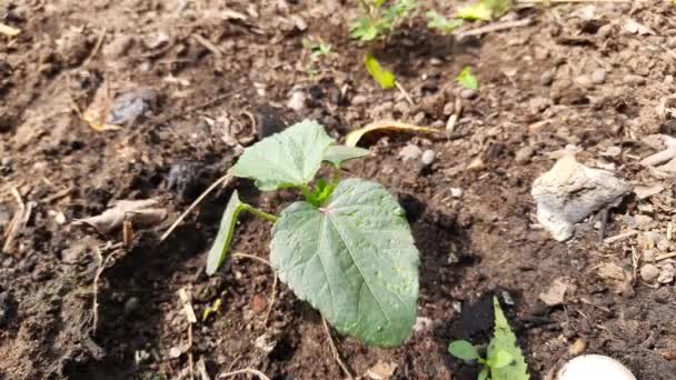 Joven Planta Okra Vegetablegarden Sus Otros Nombres Señora Dedo Okro — Vídeos de Stock