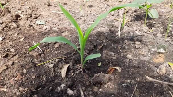 Junges Grünes Mais Das Morgens Auf Dem Feld Wächst Maispflanze — Stockvideo