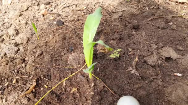 Fiatal Zöld Kukorica Mezőn Kukorica Palánta Reggel Kukoricanövény Mezőn Gabonaként — Stock videók