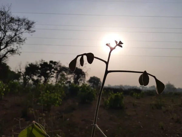 Sol Detrás Butea Monosperma Sale Por Mañana Primer Plano Ver —  Fotos de Stock