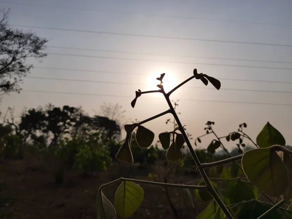 Zon Achter Butea Monosperma Vertrekt Ochtend Tijd Close Bekijk Stockfoto — Stockfoto