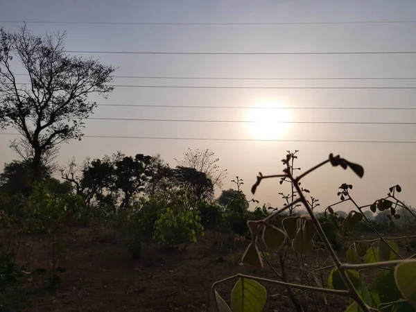 Soleil Derrière Les Feuilles Butea Monosperma Dans Heure Matin Gros — Photo