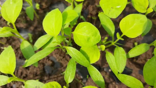 Äggplantsplantskolan Brinjalsådd Små Plantor Aubergine Redo För Plantering Vegetabiliskt Utsäde — Stockvideo