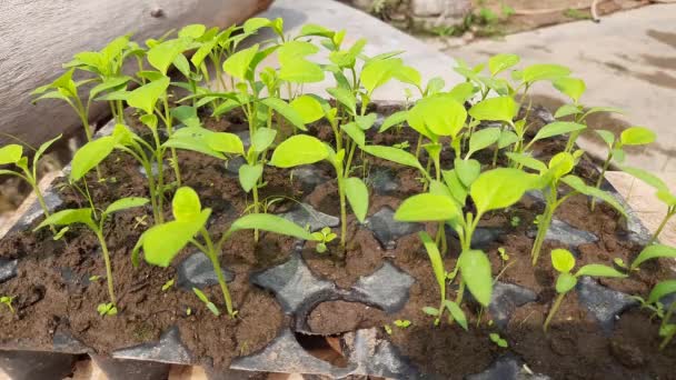 Berçário Berinjela Semeadura Brinjal Pequenas Plantas Berinjela Prontas Para Plantação — Vídeo de Stock