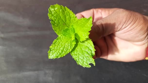 Muntblaadjes Boer Hand Zwarte Achtergrond Mint Een Overblijvend Aromatisch Kruid — Stockvideo