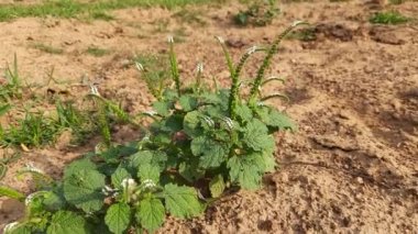 Heliotropium indium bitkileri. Yıllık bir Hirsute fabrikası. Hindistan 'ın diğer adı heliotrope ve Hint döner tabanı. Bu atık alanlarda ve yerleşik alanlarda yaygın bir ottur. Hindistan 'da yerel tıpta yaygın olarak kullanılır.. 