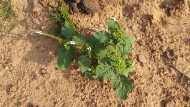 Heliotropium indium bitkileri. Yıllık bir Hirsute fabrikası. Hindistan 'ın diğer adı heliotrope ve Hint döner tabanı. Bu atık alanlarda ve yerleşik alanlarda yaygın bir ottur. Hindistan 'da yerel tıpta yaygın olarak kullanılır.. 