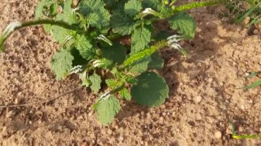 Heliotropium indium bitkileri. Yıllık bir Hirsute fabrikası. Hindistan 'ın diğer adı heliotrope ve Hint döner tabanı. Bu atık alanlarda ve yerleşik alanlarda yaygın bir ottur. Hindistan 'da yerel tıpta yaygın olarak kullanılır.. 