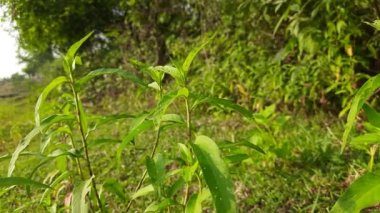 Persicaria hydropiper plant. It's other name water pepper,marshpepper knotweed,arse smart plant, tade plant and Polygonum hydropiperis. This is a plant of the familyPolygonaceae. The plant grows in damp places and shallow water.