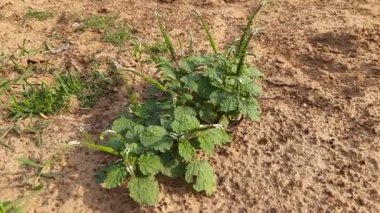 Heliotropium indium bitkileri. Yıllık bir Hirsute fabrikası. Hindistan 'ın diğer adı heliotrope ve Hint döner tabanı. Bu atık alanlarda ve yerleşik alanlarda yaygın bir ottur. Hindistan 'da yerel tıpta yaygın olarak kullanılır.. 