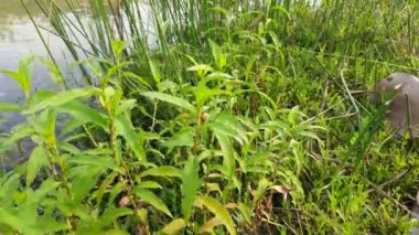 Persicaria hydropiper plant. It's other name water pepper,marshpepper knotweed,arse smart plant, tade plant and Polygonum hydropiperis. This is a plant of the familyPolygonaceae. The plant grows in damp places and shallow water.