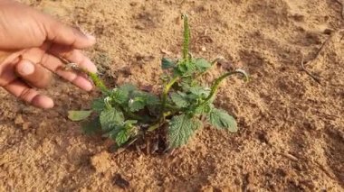 Heliotropium indium bitkileri. Yıllık bir Hirsute fabrikası. Hindistan 'ın diğer adı heliotrope ve Hint döner tabanı. Bu atık alanlarda ve yerleşik alanlarda yaygın bir ottur. Hindistan 'da yerel tıpta yaygın olarak kullanılır.. 