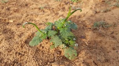 Heliotropium indium bitkileri. Yıllık bir Hirsute fabrikası. Hindistan 'ın diğer adı heliotrope ve Hint döner tabanı. Bu atık alanlarda ve yerleşik alanlarda yaygın bir ottur. Hindistan 'da yerel tıpta yaygın olarak kullanılır.. 