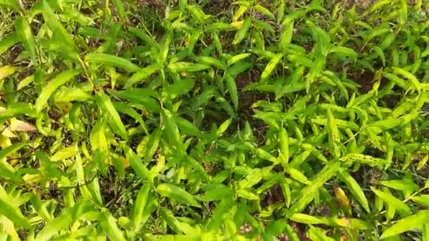 Persicaria Hydropiper Plant Other Name Water Pepper Marshpepper Knotweed Arse — Stok Video