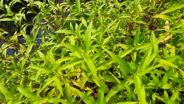 Persicaria Hydropiper Plant Other Name Water Pepper Marshpepper Knotweed Arse — Stok Video
