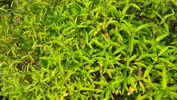 Persicaria Hydropiper Plant Other Name Water Pepper Marshpepper Knotweed Arse — Stok Video