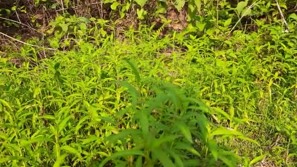 Persicaria Hydropiper Plant Other Name Water Pepper Marshpepper Knotweed Arse — Stok Video