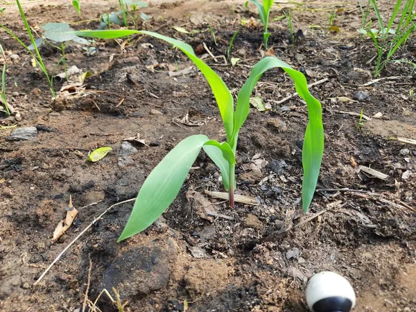 田里长出了嫩绿的玉米 清晨长出了玉米幼苗 田里的玉米 它是一种庄稼 既可以作为谷物种植 也可以作为动物饲料种植 玉米发芽 — 图库照片