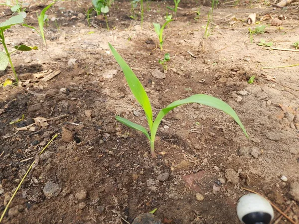 Ung Grön Majs Växer Fältet Majs Fröplanta Morgonen Majsplantan Fältet — Stockfoto