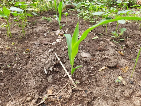 田里长出了嫩绿的玉米 清晨长出了玉米幼苗 田里的玉米 它是一种庄稼 既可以作为谷物种植 也可以作为动物饲料种植 玉米发芽 — 图库照片