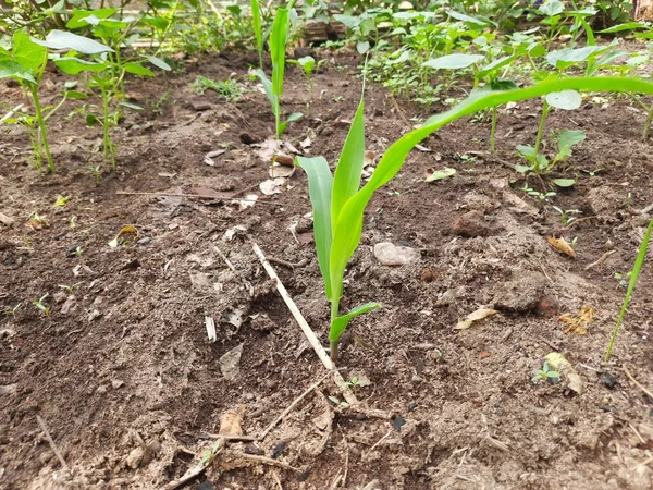 Ung Grön Majs Växer Fältet Majs Fröplanta Morgonen Majsplantan Fältet — Stockfoto