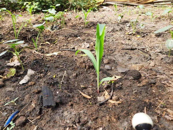 Jeune Maïs Vert Poussant Sur Semis Field Corn Matin Plante — Photo