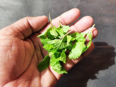 Nane yaprakları siyah arkaplanda. Nane, Mentha cinsine ait uzun ömürlü aromatik bir bitkidir. Türleri Avrupa, Amerika ve Asya 'da bulunur. Neredeyse her yerde bulunur..