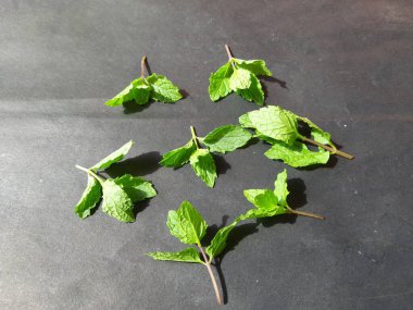 Nane yaprakları siyah arkaplanda. Nane, Mentha cinsine ait uzun ömürlü aromatik bir bitkidir. Türleri Avrupa, Amerika ve Asya 'da bulunur. Neredeyse her yerde bulunur..