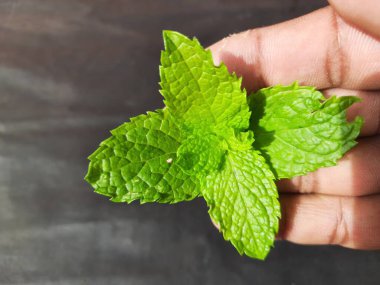 Nane yaprakları çiftçinin elinde, siyah arka planda. Nane, Mentha cinsine ait uzun ömürlü aromatik bir bitkidir. Türleri Avrupa, Amerika ve Asya 'da bulunur. Neredeyse her yerde bulunur..