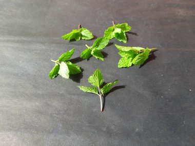 Nane yaprakları siyah arkaplanda. Nane, Mentha cinsine ait uzun ömürlü aromatik bir bitkidir. Türleri Avrupa, Amerika ve Asya 'da bulunur. Neredeyse her yerde bulunur..