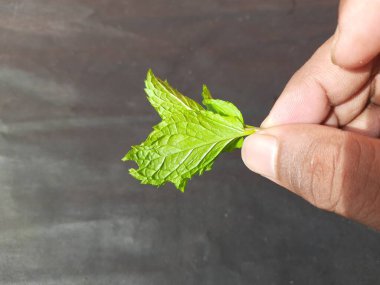 Nane yaprakları çiftçinin elinde, siyah arka planda. Nane, Mentha cinsine ait uzun ömürlü aromatik bir bitkidir. Türleri Avrupa, Amerika ve Asya 'da bulunur. Neredeyse her yerde bulunur..