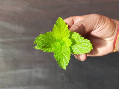 Nane yaprakları çiftçinin elinde, siyah arka planda. Nane, Mentha cinsine ait uzun ömürlü aromatik bir bitkidir. Türleri Avrupa, Amerika ve Asya 'da bulunur. Neredeyse her yerde bulunur..