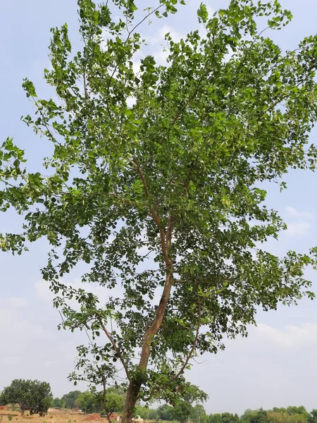 Dalbergia Sissoo Strom Modrém Pozadí Oblohy Tento Strom Běžně Známý — Stock fotografie