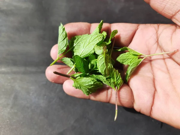 Nane yaprakları çiftçinin elinde, siyah arka planda. Nane, Mentha cinsine ait uzun ömürlü aromatik bir bitkidir. Türleri Avrupa, Amerika ve Asya 'da bulunur. Neredeyse her yerde bulunur..