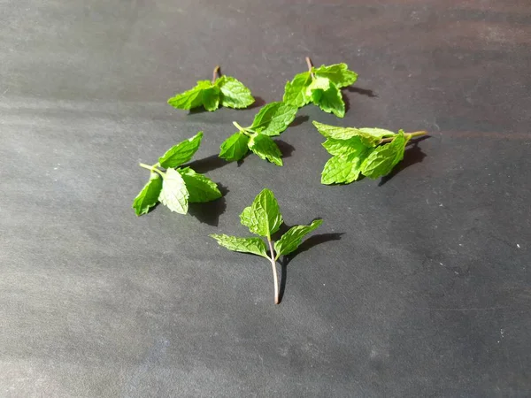 Nane yaprakları siyah arkaplanda. Nane, Mentha cinsine ait uzun ömürlü aromatik bir bitkidir. Türleri Avrupa, Amerika ve Asya 'da bulunur. Neredeyse her yerde bulunur..