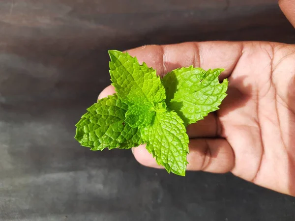 Nane yaprakları çiftçinin elinde, siyah arka planda. Nane, Mentha cinsine ait uzun ömürlü aromatik bir bitkidir. Türleri Avrupa, Amerika ve Asya 'da bulunur. Neredeyse her yerde bulunur..