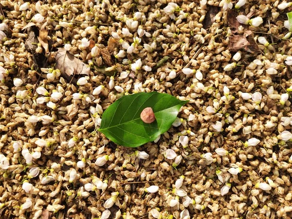 Семена Millettia Pfallata Разновидность Дерева Семейства Гороховых Fabaceae Другие Названия — стоковое фото