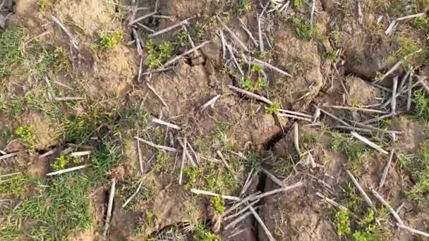 Toprakta Çatlaklar Var Yaz Mevsiminde Kuru Arazi Susuz Kuru Bir — Stok video
