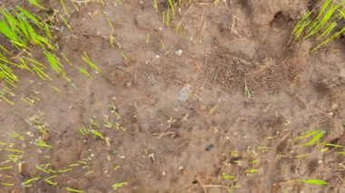 Tarladaki Paddy çocuk yuvası. Muson yağmurlarından önce tarlada pirinç yetiştirme. Tarım alanında çeltik tohumu. Çeltik filizi. Hindistan 'da pirinç yetiştiriciliği.