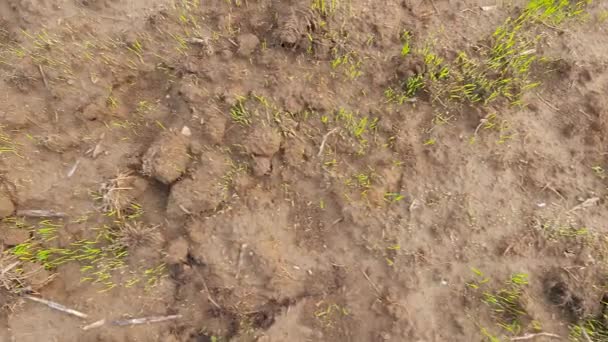 Tarladaki Paddy Çocuk Yuvası Muson Yağmurlarından Önce Tarlada Pirinç Yetiştirme — Stok video