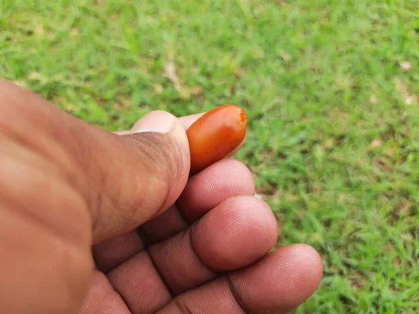 Fruto Maduro Phoenix Dactylifera Sus Otros Nombres Dateordate Palmera Una — Foto de Stock