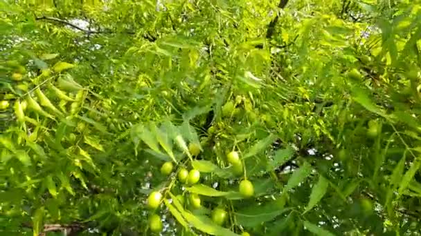 Azadirachta Indica Frukter Det Andra Namn Neem Nimtreeorindian Lila Dess — Stockvideo