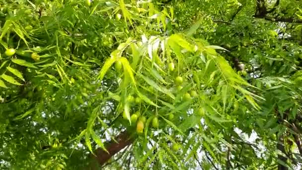 Azadirachta Indica Buah Itu Nama Lain Neem Nimtreeorindian Lilac Buah — Stok Video
