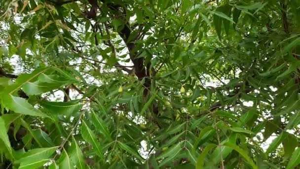 Φρούτα Azadirachta Indica Είναι Άλλα Ονόματα Neem Nimtreeorindian Lilac Καρποί — Αρχείο Βίντεο