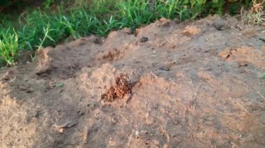 Karıncalar evlerini yapıyorlar ve toprağı içeriden kazarak dışarı çıkarıyorlar. Topraktaki Ant Antı kolonisi. Karınca kolonisi, yuvalarını tarlanın derinliklerine yapmak için birlikte çalışır.. 