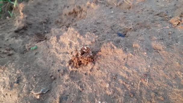 Karıncalar Evlerini Yapıyorlar Toprağı Içeriden Kazarak Dışarı Çıkarıyorlar Topraktaki Ant — Stok video