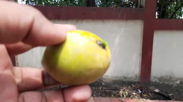 Reife Mango Der Hand Des Bauern Mango Ist Eine Beliebte — Stockvideo