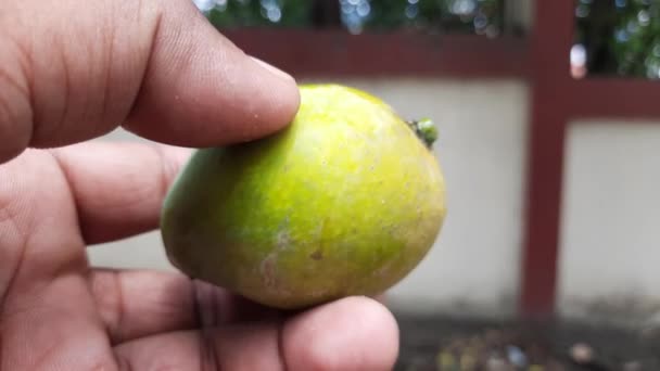 Zralé Mango Ruce Farmáře Mango Populární Ovoce Také Nazývá Král — Stock video